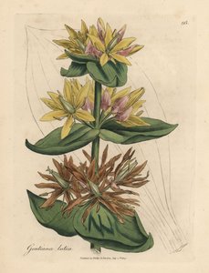 Keltainen gentian, Gentiana lutea tekijältä James Sowerby