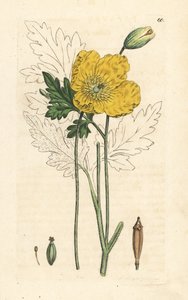 Keltainen tai Walesin unikko, Papaver cambricum (keltainen unikko). Käsinvärinen kuparikaiverrus James Sowerbyn kuvituksen jälkeen James Smithin Englannin kasvitieteellisestä lehdestä Lontoossa tekijältä James Sowerby