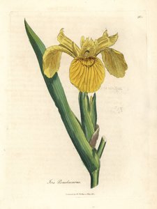 Keltainen vesilippu, Iris pseudacorus tekijältä James Sowerby