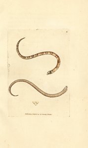 Nuori sileä käärme, Coronella austriaca (Dumfriesshire käärme, Coluber dumfrisiensis). James Sowerbyn käsinvärinen kuparikaiverrus The British Miscellanysta tai värillisiä hahmoja uusista, harvinaisista tai vähän tunnetuista eläimistä. tekijältä James Sowerby