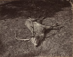 Royal Stag, n. 1870.