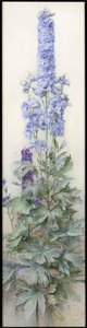 Delphiniums, noin 1920