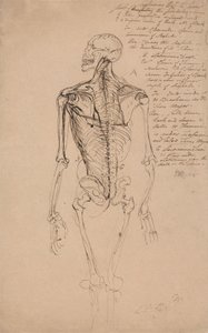 Desenho do esqueleto de um homem finlandês tekijältä James Ward