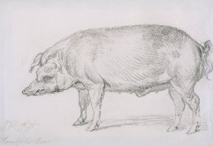 Hereford Boar, n. 1803-04 (kynä paperilla) tekijältä James Ward