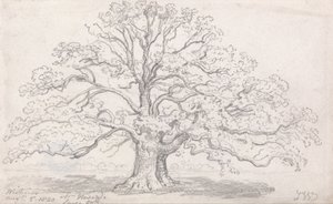 Howardin suuri tammi, 5. elokuuta 1820 tekijältä James Ward
