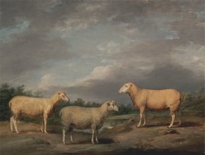 Ryelands Sheep, King