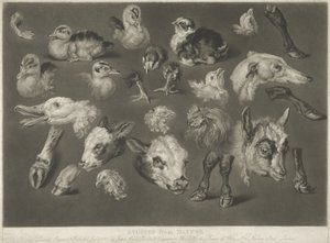 Tutkimuksia luonnosta, 1807 tekijältä James Ward