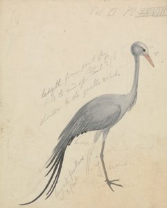 Nosturi