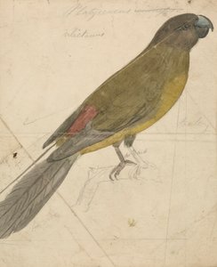 Papukaija