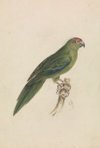 Papukaija