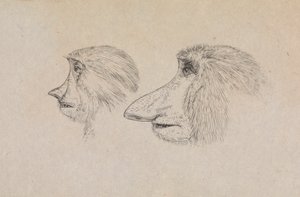 Kahden proboscis-apinan päät