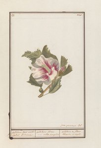 Hibiscus (Hibiscus syriacus) Althea valkoisilla yksittäiskukilla. / althea flore - valkoinen yksinkertaisesti. / althea yksinkertainen valkoinen kukka (otsikko esineessä)