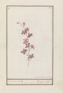 Larkspur (Consolida) ritari spur nilkka. / kukka yksinkertainen. / Esperon de chevalier afluer simple. (otsikko esineessä)