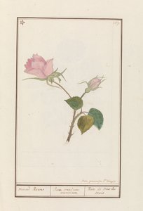 Roos (Rosa) maend Roose / Kaikkien kuukausien ruusu / Rose de tous les mois (otsikko esineessä)