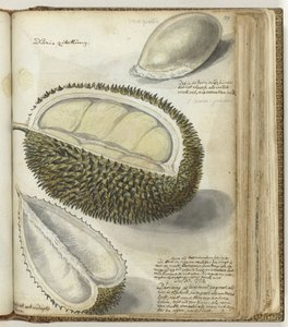 Durian tekijältä Jan Brandes