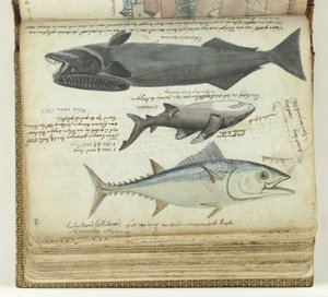 Tonnikala, hai ja remora tekijältä Jan Brandes