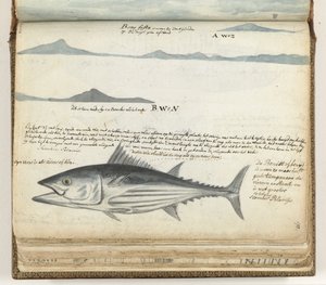 Kanariansaarten rannikkoprofiilit. Kalastaa. tekijältä Jan Brandes