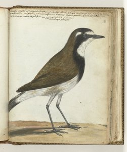 Lammaslintu tai Cape Nightingale tekijältä Jan Brandes