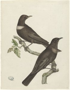 Kaksi rengasrastasta (Purdus torquatus) munalla tekijältä Jan Christiaan Sepp (possibly)