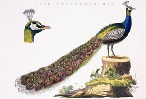 Peafowl, n. 1809-1829