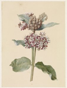 Kukkivat Asclepias-lajit tekijältä Jan Jacob Goteling Vinnis