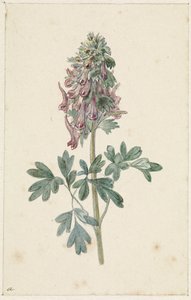 Kukkiva Corydalis bulbosa tekijältä Jan Jacob Goteling Vinnis