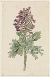 Kukkiva Corydalis bulbosa tekijältä Jan Jacob Goteling Vinnis