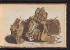 Paalutyön osat, joihin laivamato vaikuttaa, 1731 Kolme tammipuuta Paalwerk aan de Zee-Dykenistä, piirretty wurmenien lävistämän elämän jälkeen (otsikko esineessä) tekijältä Jan Ruyter
