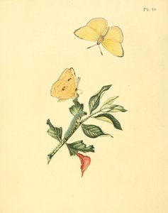 Phoebis sennae (syn. Papilio hyperici) tekijältä Jan Sepp