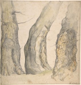Tutkimus kolmesta vanhasta ryppypuusta, 1660.