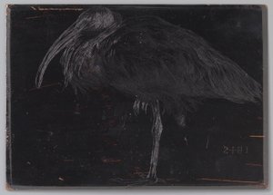 Ibis (alkuperäinen nimi esineessä) tekijältä Jan Veth