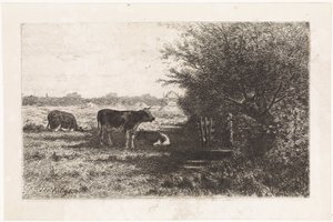 Lehmät laitumella