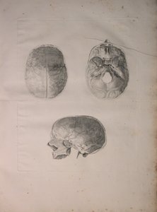Albinus II, Pl. III, Kraniaaliluu, kuva julkaisusta "Tables of human bones", Bernhard Siegfried Albinus (1697-1770), julkaisija J.undH. Verbeek, bibliop. 1753, Leiden, 1753 tekijältä Jan Wandelaar