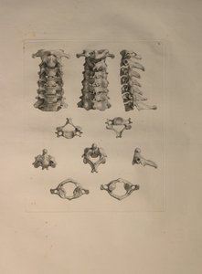Albinus II, Pl. X: Kohdunkaulan nikama, kuva julkaisusta "Tables of human bones", Bernhard Siegfried Albinus (1697-1770), julkaisija J.undH. Verbeek, bibliop. 1753, Leiden, 1729-1753 tekijältä Jan Wandelaar