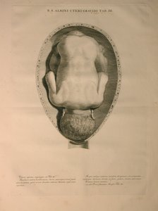 Albinus, Uterus, Pl. III, kuvitus julkaisusta "Tables of human bones", Bernhard Siegfried Albinus (1697-1770), julkaisija J.undH. Verbeek, bibliop., Leiden, 1748 tekijältä Jan Wandelaar