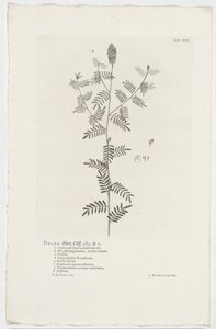 Dalea alopecuroides Dalea. Hort. Cliff. 363. sp. 1 (otsikko objektissa) tekijältä Jan Wandelaar