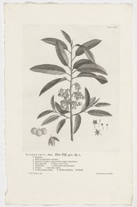 Kiggelaria afrikkalainen Kiggelaria: mas. Hort. Cliff. 462. sp. 1 (otsikko objektissa) tekijältä Jan Wandelaar