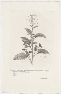Lobelia cliffortiana Lobelia, jossa on pystysuora varsi, sydänlehdet pitkuinehampaisilla varrella, päättyy corymbose. Puutarha. Cliff. 426. sp. 3 (otsikko objektissa)