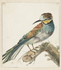 Vixenitter (Merops apiaster) tekijältä Jan Baptist Weenix