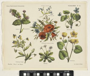 Wildflowers (otsikko esineessä) Uusia hollantilaisia ​​lastenprinttejä (sarjan nimi esineessä) Funken vedokset (sarjan nimi esineellä)