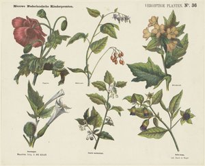 Myrkylliset kasvit (otsikko esineessä) Uusia hollantilaisia ​​lastenprinttejä (sarjan nimi esineessä)