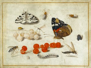 Perhonen, toukka, yöperhonen, hyönteisiä ja herukoita, noin 1650-65 (guassi ja muste pergamentille). tekijältä Jan van Kessel the Elder