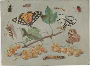 Perhosten ja hyönteisten tutkimus tekijältä Jan van Kessel the Elder