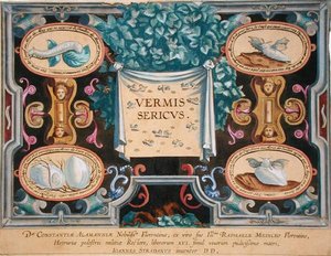 Theodor Gallen (1571-1633) kaivertama "Vermis Sericus" (silkkiäistoukkien) etuosa (kaiverrus) tekijältä Jan van der Straet