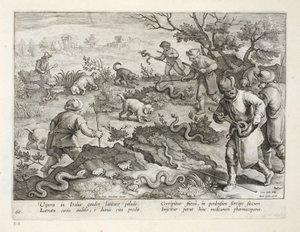 Italialaiset kyykäärmeet syövät rupikonnat, levy 60, kuva julkaisusta "Venationes, Ferarum, Avium, Piscium" (Metsästys: Wild Beasts, Birds, Fish), kaiverrus Jan Collaert (1566-1628), pub. kirjoittanut Phillipus Gallaeus tekijältä Jan van der Straet