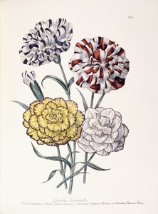 Erilaisia neilikoita