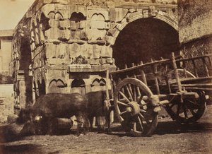 Buffalo Cart, Rooma