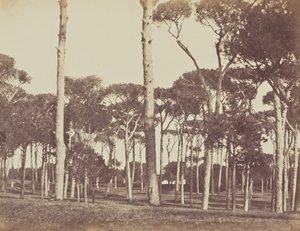 Kivimäntyjen metsä, Villa Pamfili Doria, Rooma