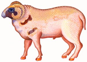 Oinas, oinas, 1996, (tussi ja guassi) tekijältä Jane Tattersfield