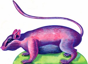 Rotta, 1996, (muste ja guassi) tekijältä Jane Tattersfield